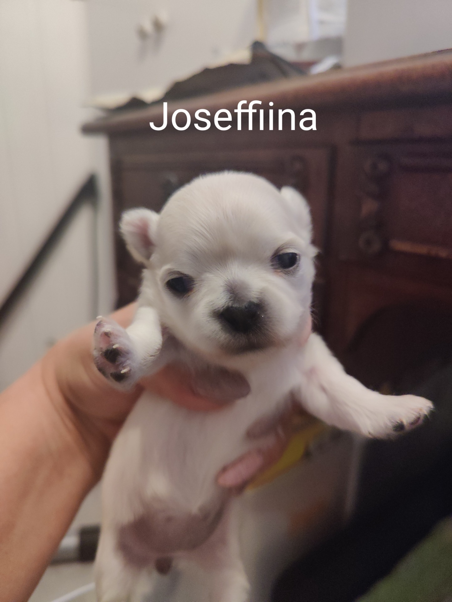 Hilda (Leinottaren Jaffariina Elokuu)