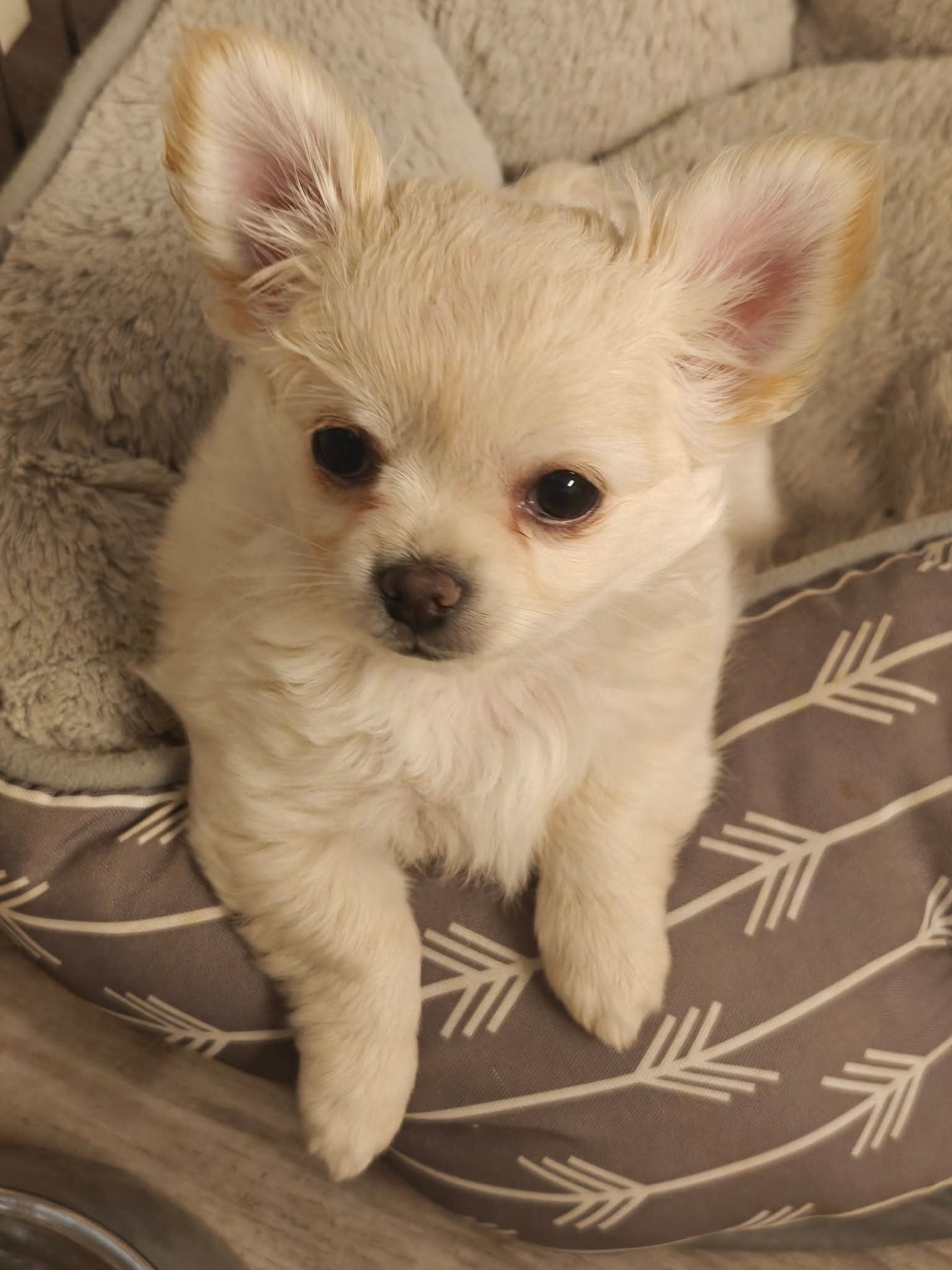Leo (Leinottaren Jaakkima Elokuu)